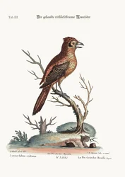 Červený chocholatý neboli Russit Butcher-Bird, 1749-73